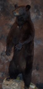 Standing bear
