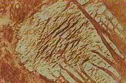 Mars fossil