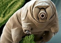 Tardigrada